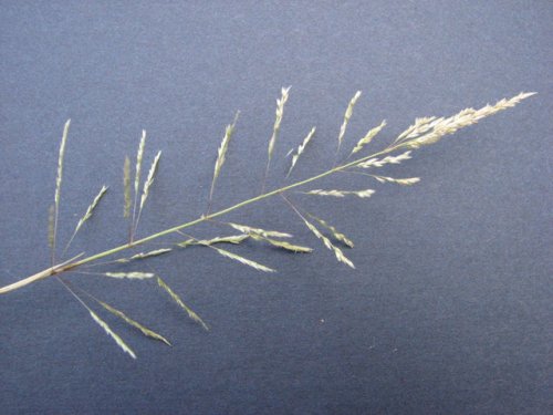 Whorled Dropseed (Sporobolus pyramidatus)