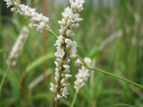 Mild Water Pepper Smartweed (Polygonum hydropiperoides)