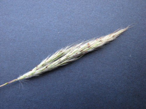 Silver Bluestem (Bothriochloa laguroides)