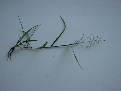 Stinkgrass (Eragrostis cilianensis)