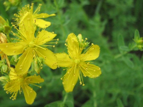 Common St Johnswort (Hypericum perforatum)