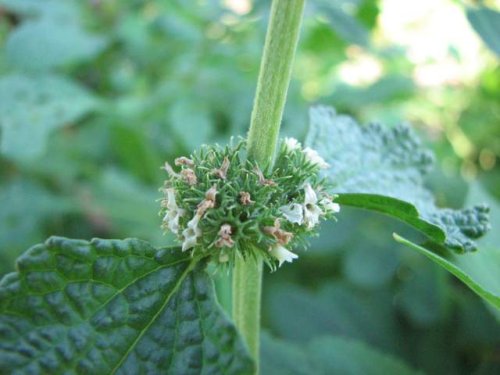 Horehound (Marrubium vulgare)