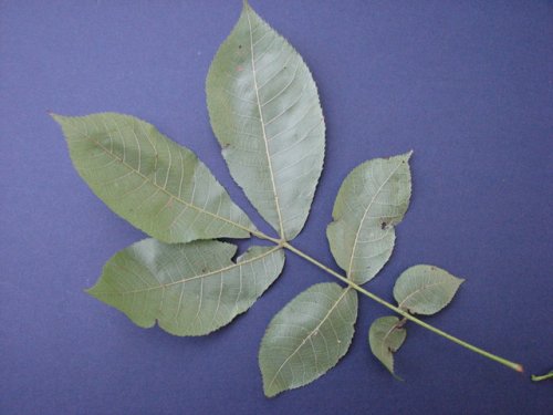 Mockernut Hickory (Carya tomentosa)