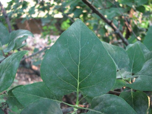 Common Lilac (Syringa vulgaris)