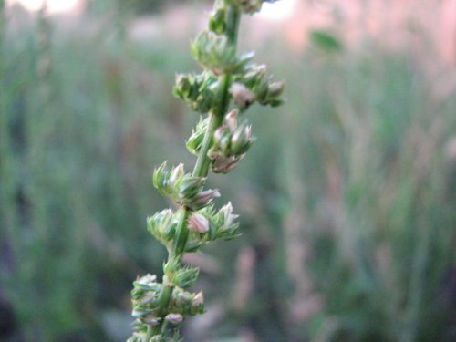 Tall Water Hemp (Amaranthus tuberculatus)