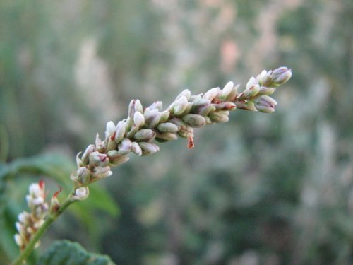 Pale Smartweed (Persicaria lapathifolia)