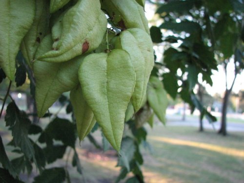 Golden Rain Tree (Koelreuteria paniculata)