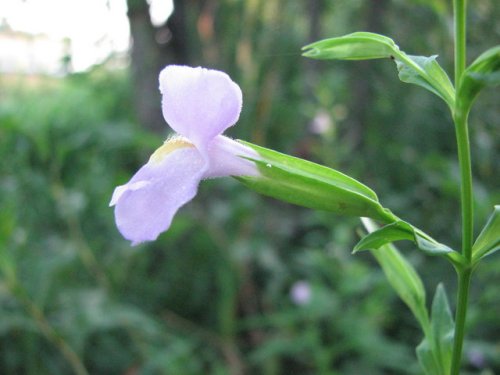 Winged Monkeyflower (Mimulus alatus)