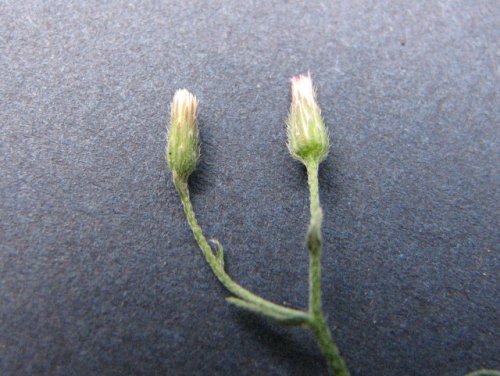 Spreading Horseweed (Conyza ramosissima)