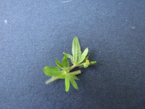 Virginia Copperleaf (Acalypha rhomboidea)