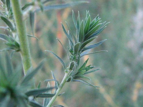 Broom Kochia (Kochia Scoparia)