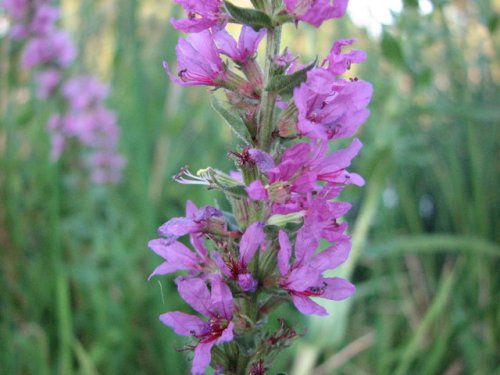 PurpleLoosestrife (Lythrum salicaria)