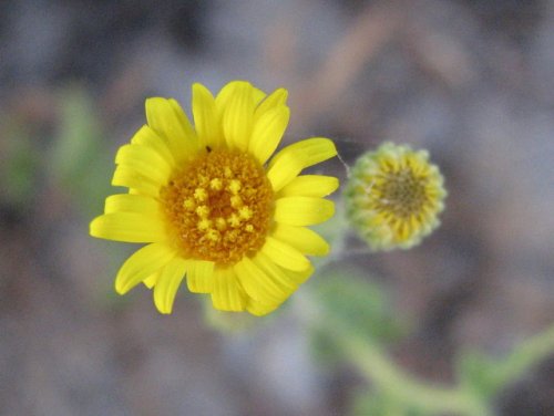 Camphorweed (Heterotheca subaxillaris)