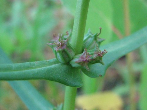 Stout Toothcup (Ammannia robusta)