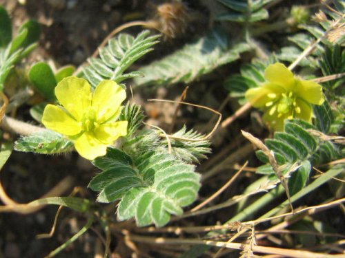 Spreading Puncture Vine (Tribulus terrestris)