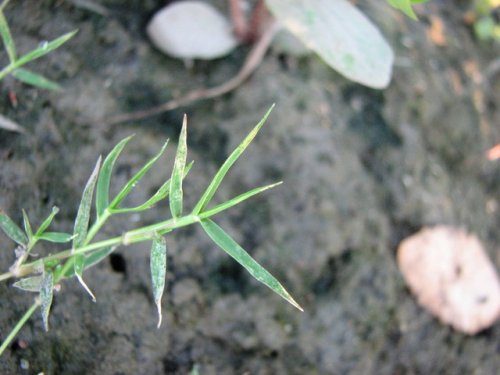 Creeping Love Grass (Neeragrostis reptans)