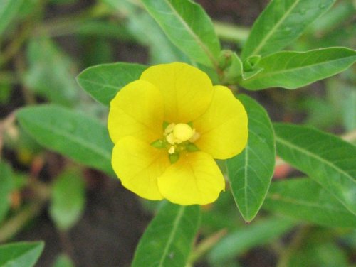 Water Primrose (Ludwigia peploides)