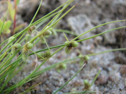 Small Flower Dwarf Bulrush (Lipocarpha micrantha)