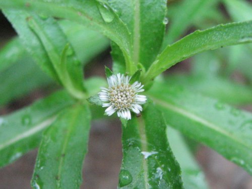 False Daisy (Eclipta prostrata)