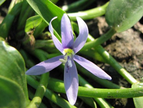 Blue Mud Plantain (Heteranthera limosa)