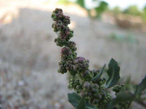 Oak Leaf Goosefoot (Chenopodium glaucum)