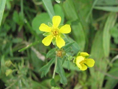 Silver Cinquefoil (Potentilla argentea)