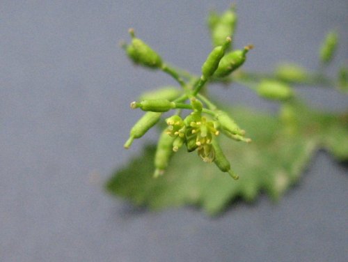 Bog Yellowcress (Rorippa palustris)