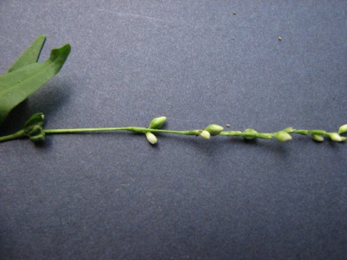 Dotted Smartweed (Persicaria punctata)