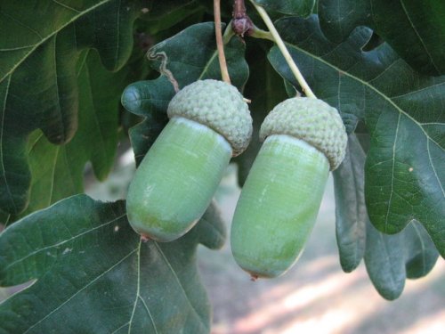 English Oak (Quercus robur)