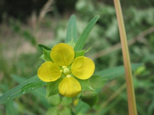 Seedbox (Ludwigia alternifolia)