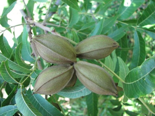 Pecan (Carya illinoinensis)