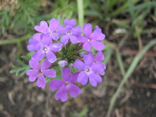 Dakota Verbena (Glandularia bipinnatifida)