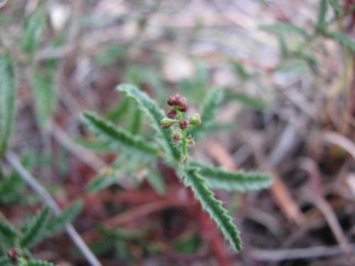 Catnip Noseburn (Tragia ramosa)