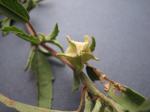 Rough False Mallow (Malvastrum hispidum)