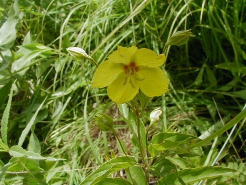 Fringed Loosestrife (Lysimachia ciliata)