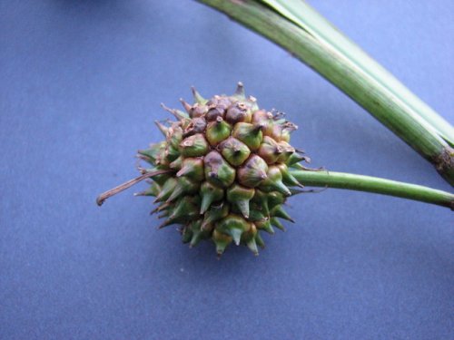 Giant Bur Reed (Sparganium eurycarpum)