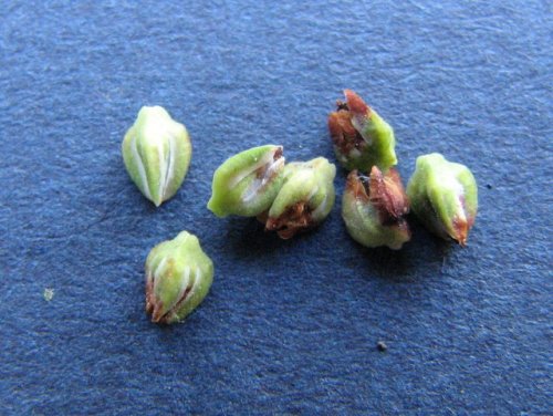 Bushy Knotweed (Polygonum ramosissimum)