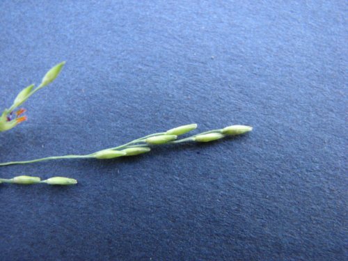 Witchgrass (Panicum dichotomiflorum)