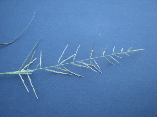 Sand Dropseed (Sporobolus cryptandrus)