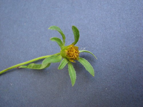 Devil's Beggarticks (Bidens frondosa)