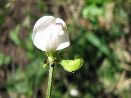 Slick Side Wild Bean (Strophostyles leiosperma)