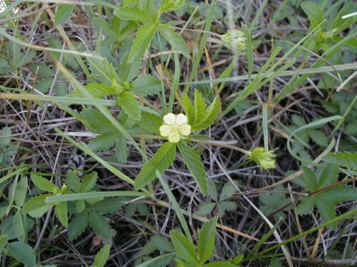 Common Cinquefoil (Potentilla simplex)