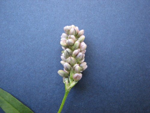 Pink Smart Weed (Persicaria bicornis)