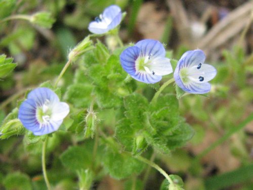 Winter Speedwell (Veronica persica)