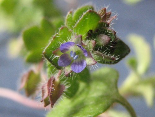 Ivyleaf Speedwell (Veronica hederifolia)