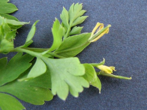 Pale Fumewort (Corydalis flavula)