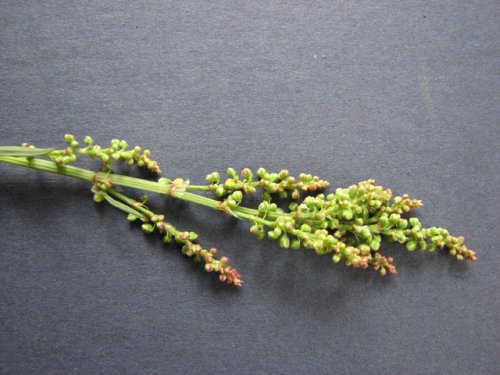 Sheep Sorrrel (Rumex acetosella)