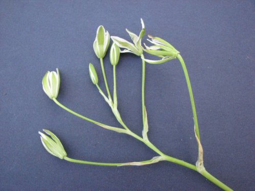 Star of Bethlehem (Ornithogalum umbellatum)