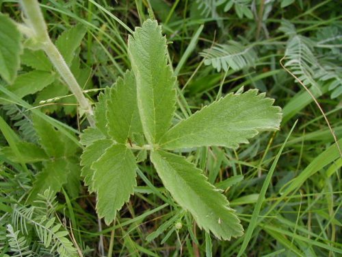 Tall Cinquefoil (Potentilla arguta)