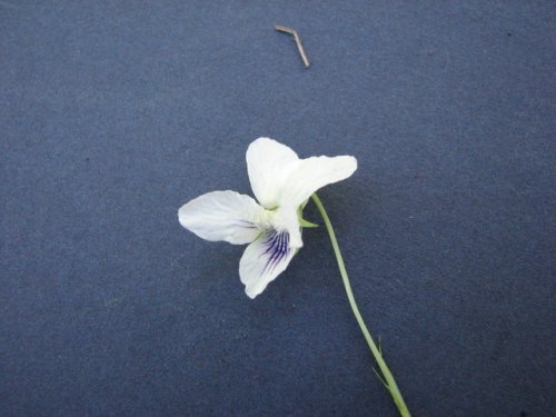 Striped Cream Violet (Viola striata)